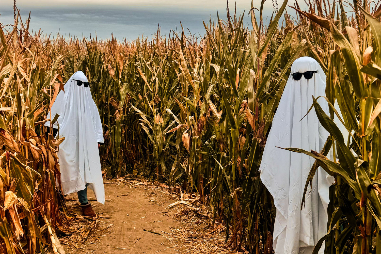 Two people in ghost costumes walking through a corn maze on a cloudy day.